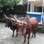 Zebu-drawn-cart-in-Madagascar-1024x768