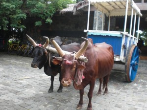 Zebu-drawn-cart-in-Madagascar-1024x768