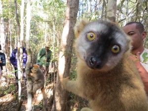 Lemur in Foret de Kirindy
